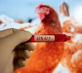 Bird flu spreads across four districts in Nepal