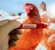 Bird flu spreads across four districts in Nepal