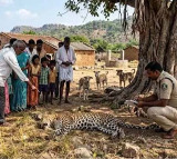 Kadapa District Cheetah Cub Dies in Dog Attack