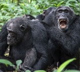 Chimpanzees Civil War Decades Long Conflict in Uganda