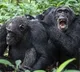 Chimpanzees Civil War Decades Long Conflict in Uganda