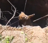 Gir Lion Rescued from Well in Amreli Gujarat