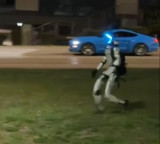 Wild Boars Flee from Edward the Robot in Gdynia Poland