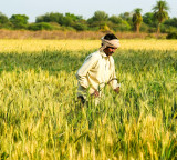 Natural farming boosts productivity, incomes by 30 pc in Andhra Pradesh: Report