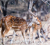 Villagers in Chhattisgarh Rescue Spotted Deer Only to Cook and Eat It
