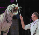 Russia orders criminal investigation after circus tiger jumps into crowd
