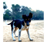 Dog attack 3 Year Old girl in Telangana