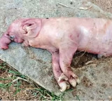 Nagarkurnool Pig Gives Birth to Elephant Like Creature