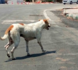 Telangana human rights commission seeks reports on death of two in stray dog attacks