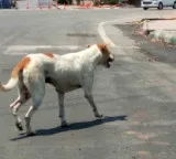 Telangana human rights commission seeks reports on death of two in stray dog attacks