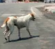 Telangana human rights commission seeks reports on death of two in stray dog attacks