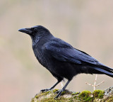 Hyderabad Family Buys Crow for Funeral Rites Due to Heat