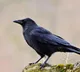 Hyderabad Family Buys Crow for Funeral Rites Due to Heat