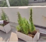 Techie plants Ganja on his terrace lack of money to purchase weed