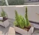 Techie plants Ganja on his terrace lack of money to purchase weed