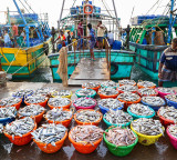 Seafood exports surpass Rs 72,000 crore in FY26, frozen shrimp growth driver