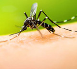 Doctor Explains How Dengue Is Reaching Urban Homes