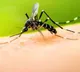 Doctor Explains How Dengue Is Reaching Urban Homes