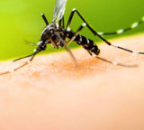 Do Mosquitoes Bite More If You Drink Alcohol Heres What Science Says