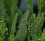MIT Research Reveals Rain Sound Accelerates Seed Germination