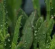 MIT Research Reveals Rain Sound Accelerates Seed Germination