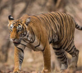 Rajamahendravaram Tiger Roaming Confirmed by Forest Department