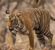 Rajamahendravaram Tiger Roaming Confirmed by Forest Department