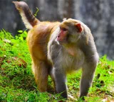 Monkey Attacks US Navy Sailor in Thailand During Tensions with Iran