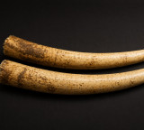 Four arrested by Chembur Police for attempting to sell elephant tusks worth Rs 3.5 crore