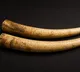 Four arrested by Chembur Police for attempting to sell elephant tusks worth Rs 3.5 crore