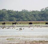 Wild buffalo set to return to MP after a century; CM Yadav to launch project at Kanha (Ld)