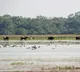 Wild buffalo set to return to MP after a century; CM Yadav to launch project at Kanha (Ld)