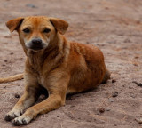Illegal Dog Blood Trade Uncovered In Shaikpet Private Hospital Hyderabad