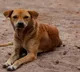 Illegal Dog Blood Trade Uncovered In Shaikpet Private Hospital Hyderabad