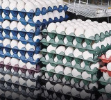 Egg Prices Surge in Telangana