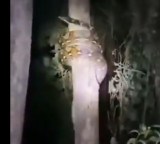 Python tries to climb a tree visuals went viral