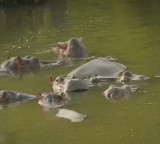 Anant Ambani offers Vantara home to save Colombia hippos