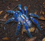 AP Govt focuses on rare Peacock Tarantula Spider in Nallamala Forest