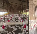 140 Chickens Die After Wedding DJ