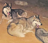 Unidentified people abandoned expensive husky dogs on the road in Patancheru