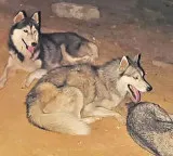 Unidentified people abandoned expensive husky dogs on the road in Patancheru