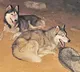 Unidentified people abandoned expensive husky dogs on the road in Patancheru