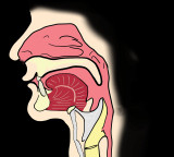What Does White Phlegm Indicate Know The Details
