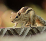Squirrel Terrorizes Mohanlal Sukhadia University Campus in Udaipur