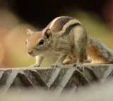 Squirrel Terrorizes Mohanlal Sukhadia University Campus in Udaipur