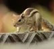 Squirrel Terrorizes Mohanlal Sukhadia University Campus in Udaipur