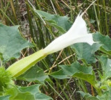 Family critical after consuming Datura after watching a social media video in Anakapalli district