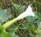 Family critical after consuming Datura after watching a social media video in Anakapalli district