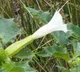 Family critical after consuming Datura after watching a social media video in Anakapalli district