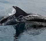 Iran Kamikaze Dolphin Plot Debunked by US Official Pete Hegseth